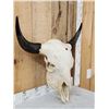 Image 3 : Big American Bison Buffalo Skull Taxidermy