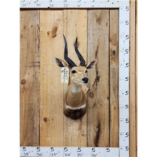 African Bush Buck Shoulder Mount Taxidermy