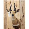 Image 2 : African Bush Buck Shoulder Mount Taxidermy