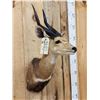 Image 3 : African Bush Buck Shoulder Mount Taxidermy