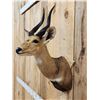 Image 4 : African Bush Buck Shoulder Mount Taxidermy