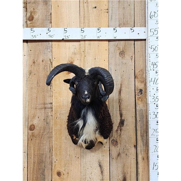 Jacob's 4 Horn Ram Sheep Shoulder Mount Taxidermy