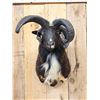 Image 2 : Jacob's 4 Horn Ram Sheep Shoulder Mount Taxidermy