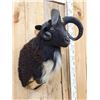Image 3 : Jacob's 4 Horn Ram Sheep Shoulder Mount Taxidermy
