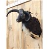 Image 4 : Jacob's 4 Horn Ram Sheep Shoulder Mount Taxidermy