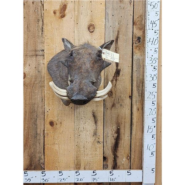 African Warthog Shoulder Mount Taxidermy