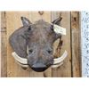Image 2 : African Warthog Shoulder Mount Taxidermy