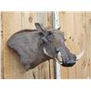 Image 3 : African Warthog Shoulder Mount Taxidermy