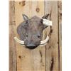 Image 5 : African Warthog Shoulder Mount Taxidermy