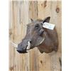Image 6 : African Warthog Shoulder Mount Taxidermy