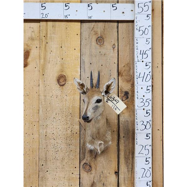 African Duiker Shoulder Mount Taxidermy