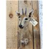 Image 2 : African Duiker Shoulder Mount Taxidermy