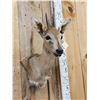 Image 3 : African Duiker Shoulder Mount Taxidermy