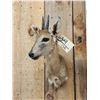 Image 4 : African Duiker Shoulder Mount Taxidermy
