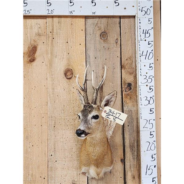Extra Nice Roe Deer Shoulder Mount Taxidermy