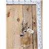 Image 1 : Extra Nice Roe Deer Shoulder Mount Taxidermy