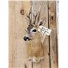 Image 2 : Extra Nice Roe Deer Shoulder Mount Taxidermy