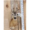 Image 3 : Extra Nice Roe Deer Shoulder Mount Taxidermy