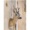 Image 4 : Extra Nice Roe Deer Shoulder Mount Taxidermy