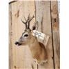 Image 5 : Extra Nice Roe Deer Shoulder Mount Taxidermy