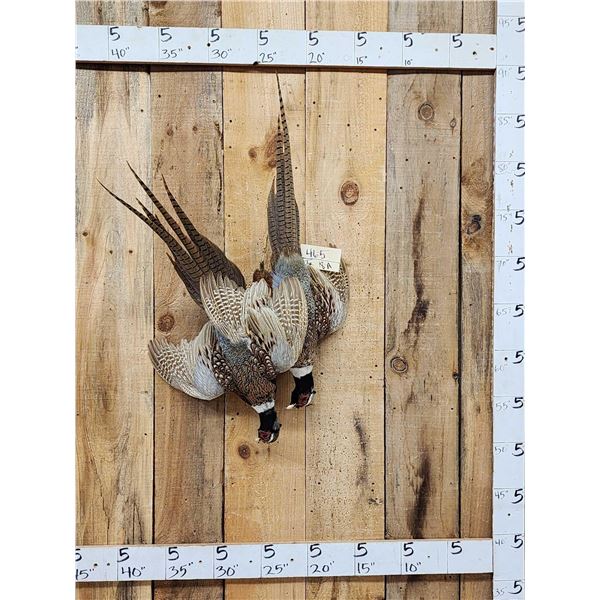 Dual Pheasant Harvest Mount Bird Taxidermy