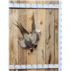 Image 1 : Dual Pheasant Harvest Mount Bird Taxidermy