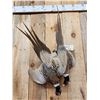 Image 2 : Dual Pheasant Harvest Mount Bird Taxidermy