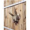 Image 3 : Dual Pheasant Harvest Mount Bird Taxidermy