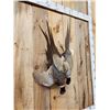 Image 4 : Dual Pheasant Harvest Mount Bird Taxidermy