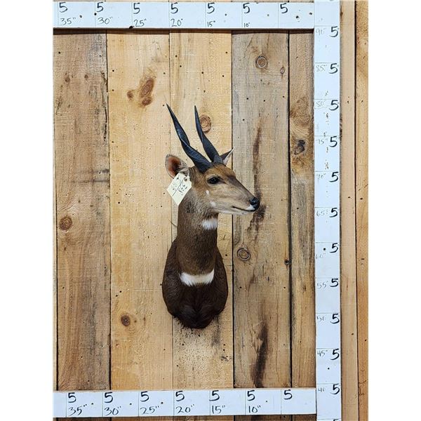African Bush Buck Shoulder Mount Taxidermy