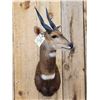 Image 2 : African Bush Buck Shoulder Mount Taxidermy