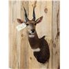 Image 3 : African Bush Buck Shoulder Mount Taxidermy
