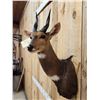 Image 4 : African Bush Buck Shoulder Mount Taxidermy