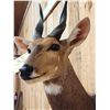 Image 5 : African Bush Buck Shoulder Mount Taxidermy