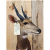 Image 6 : African Bush Buck Shoulder Mount Taxidermy
