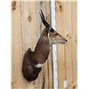 Image 7 : African Bush Buck Shoulder Mount Taxidermy