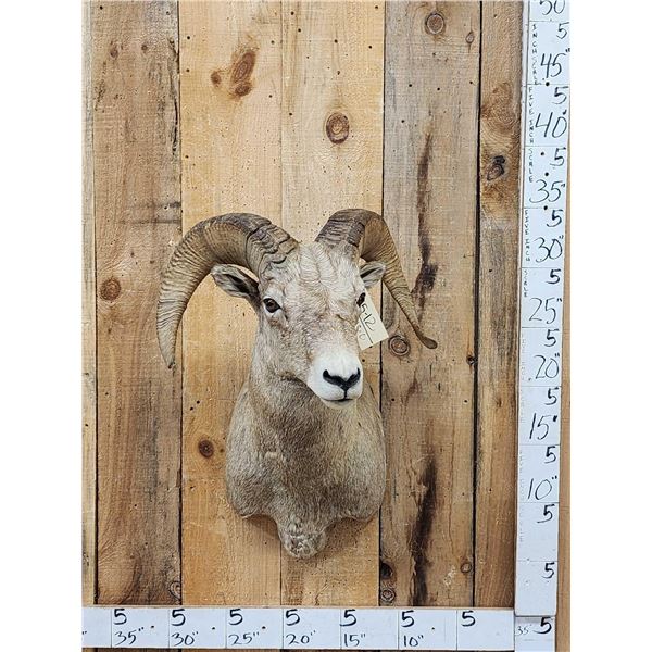 Rocky Mountain Bighorn Sheep Shoulder Mount Taxidermy