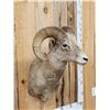 Image 2 : Rocky Mountain Bighorn Sheep Shoulder Mount Taxidermy