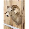 Image 3 : Rocky Mountain Bighorn Sheep Shoulder Mount Taxidermy