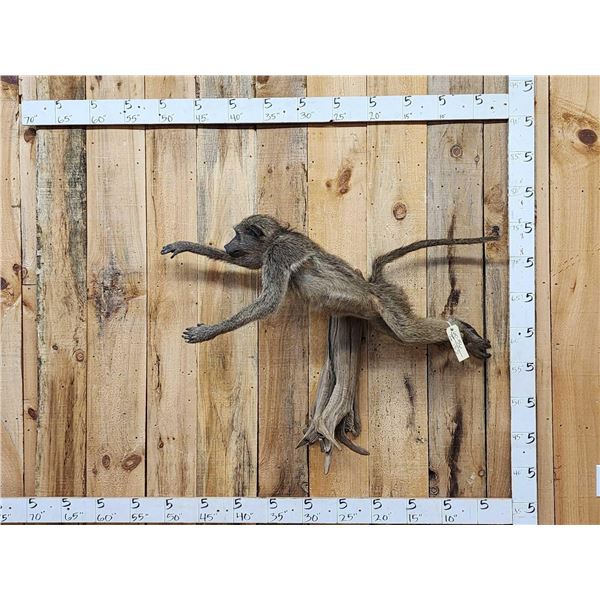 African Chakma Baboon Leaping Pose Full Body Taxidermy Mount