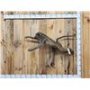 Image 1 : African Chakma Baboon Leaping Pose Full Body Taxidermy Mount