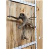 Image 2 : African Chakma Baboon Leaping Pose Full Body Taxidermy Mount