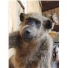 Image 3 : African Chakma Baboon Leaping Pose Full Body Taxidermy Mount