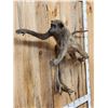 Image 4 : African Chakma Baboon Leaping Pose Full Body Taxidermy Mount