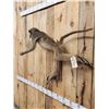 Image 5 : African Chakma Baboon Leaping Pose Full Body Taxidermy Mount