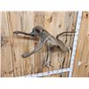 Image 6 : African Chakma Baboon Leaping Pose Full Body Taxidermy Mount