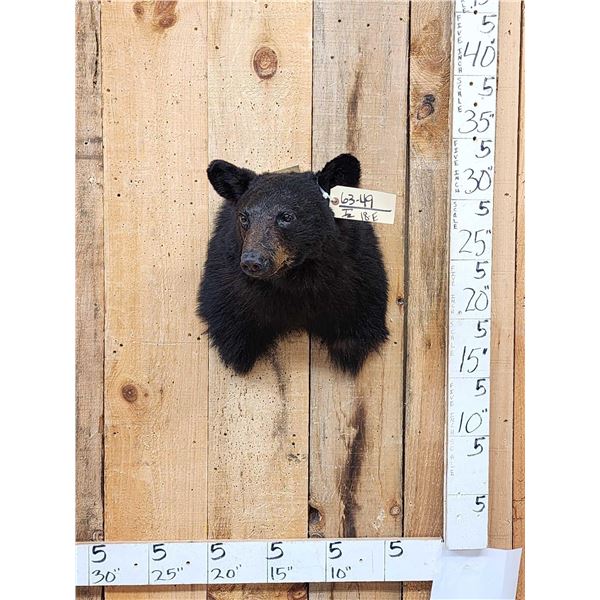 Juvenile Black Bear Shoulder Mount Taxidermy
