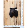 Image 1 : Juvenile Black Bear Shoulder Mount Taxidermy