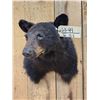 Image 2 : Juvenile Black Bear Shoulder Mount Taxidermy