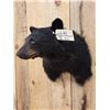 Image 3 : Juvenile Black Bear Shoulder Mount Taxidermy